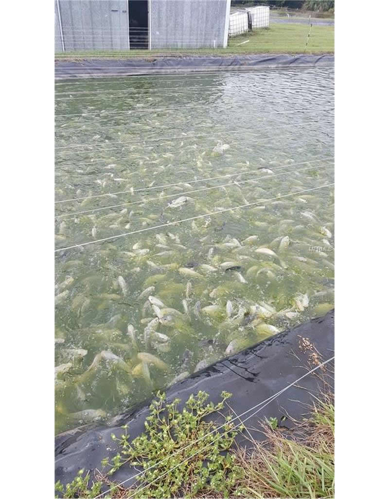 Fish Farm For Sale with 24 ponds in Mount Dora, FL - $525,000
